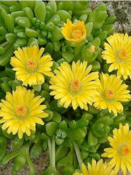 Delosperma nubigenum 