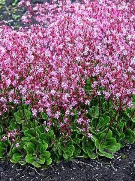 Désespoir du peintre 'Clarence Elliott'