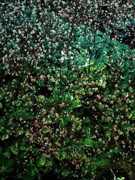 Désespoir du peintre 'Variegata'