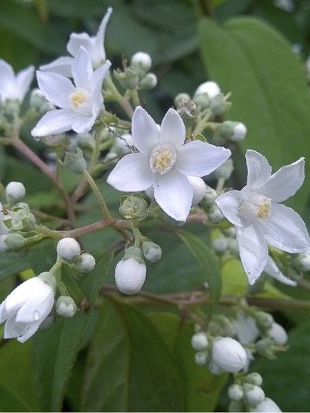Deutzia 'Corymbiflora'