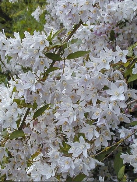 Deutzia monbeigii
