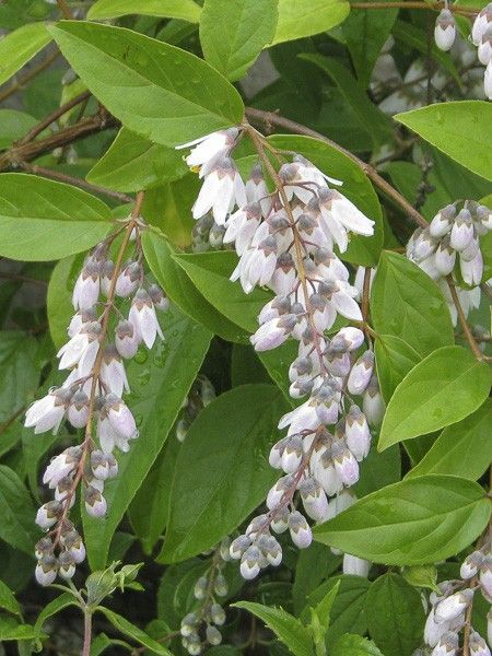 Deutzia pulchra