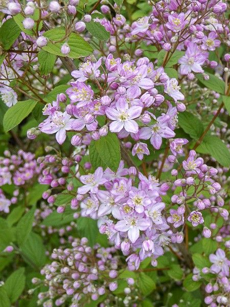 Deutzia 'Rosealind'