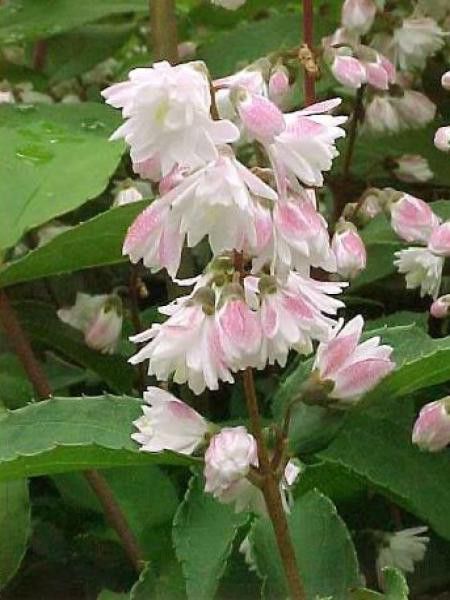 Deutzia scabra 'Codsall Pink'