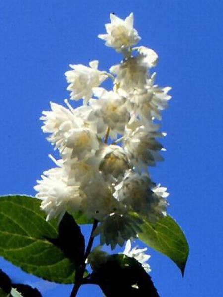 Deutzia scabra 