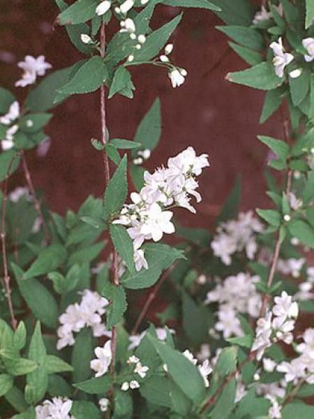 Deutzia x lemoinei 