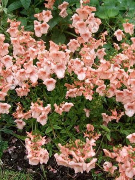 Diascia  'Blackthorn Apricot'