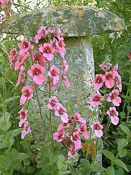 Diascia fetcaniensis 