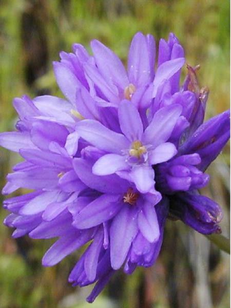 Dichelostemma congestum 