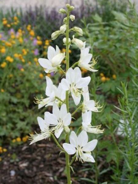 Dictamnus albus 'Albiflorus'