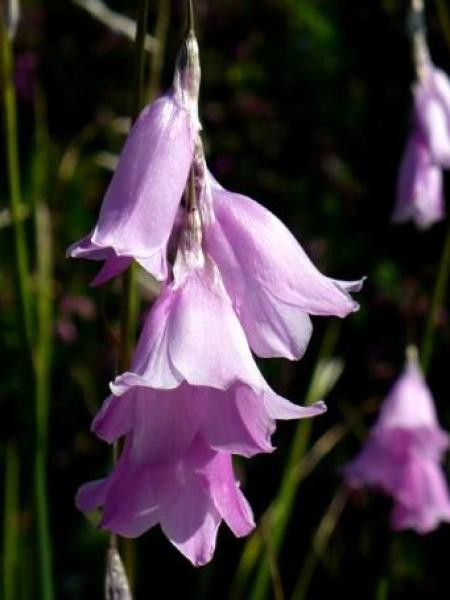 Dierama pendula 