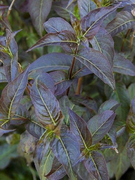 Diervilla 'Kodiak Black'