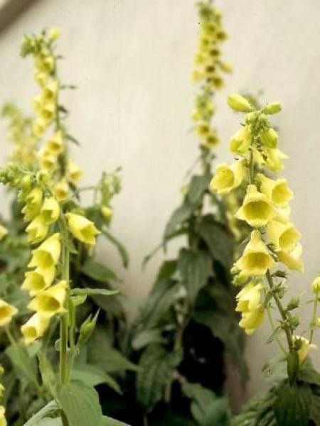 Digitale à grandes fleurs