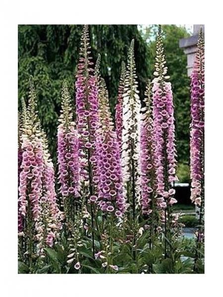 Digitale 'Excelsior' en mélange