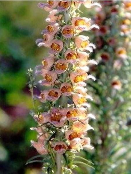 Digitale ferreuse 'Gelber Herold'