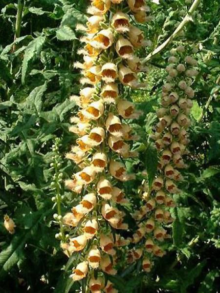 Digitale ferreuse 'Giganteum'