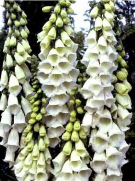 Digitale, Gant de Notre dame 'Alba'