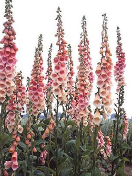 Digitale, Gant de Notre dame 'Apricot Beauty'