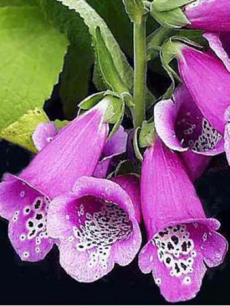 Digitale, Gant de Notre dame 'Gloxiniiflora'