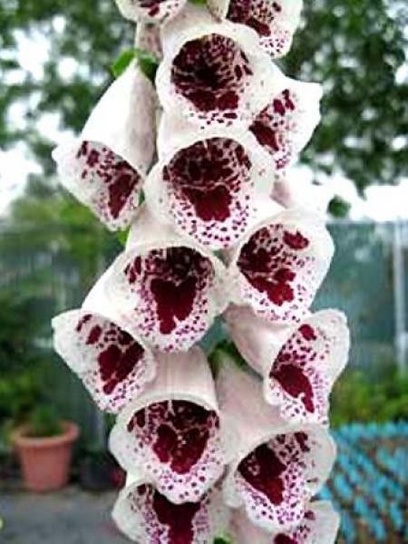 Digitale, Gant de Notre dame 'Pam's Choice'