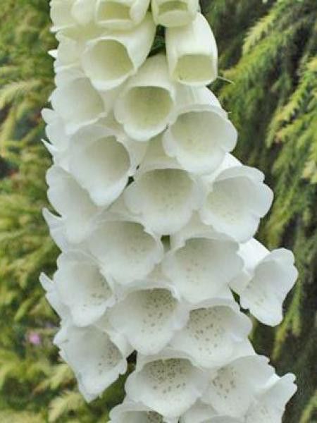 Digitale, Gant de Notre dame 'Snow Thimble'