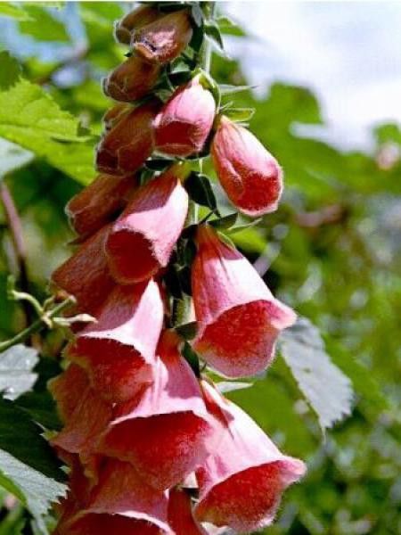 Digitale mertonensis