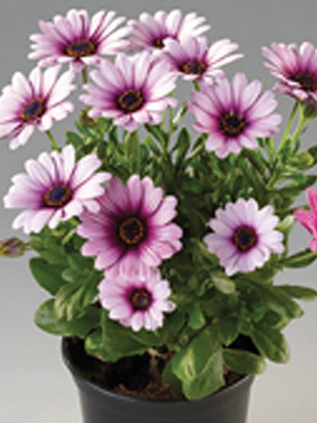 Osteospermum