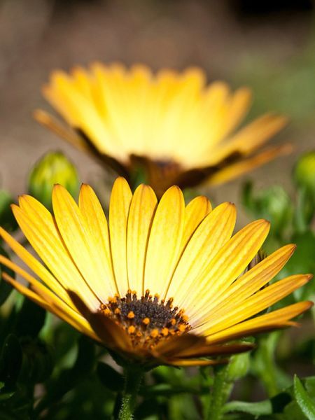 Osteospermum 'Pineapple'