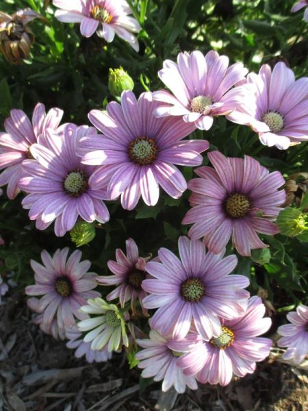 Osteospermum 'Pink Cuberdon'