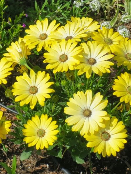 Osteospermum 'Serenity Blue Eyed Beauty'