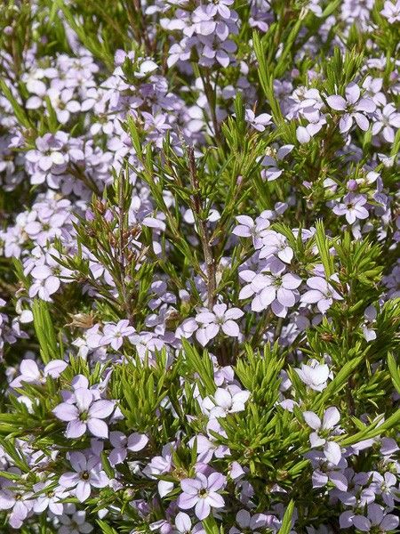 Diosmée 'Pink Fountain'