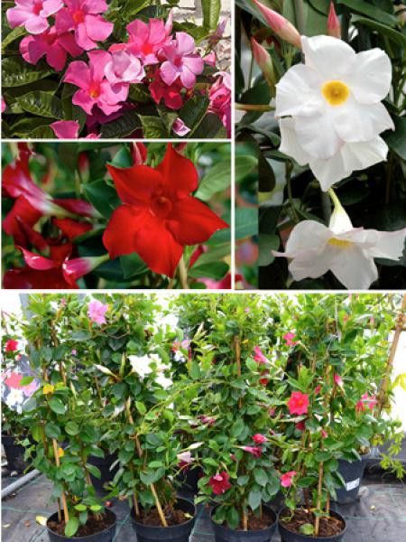 Dipladénia en mélange rose, rouge ou blanc