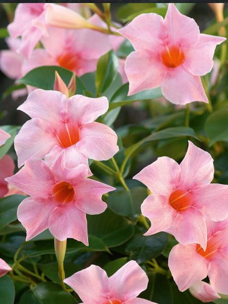 Dipladénia Sundaville® 'Cream Pink'