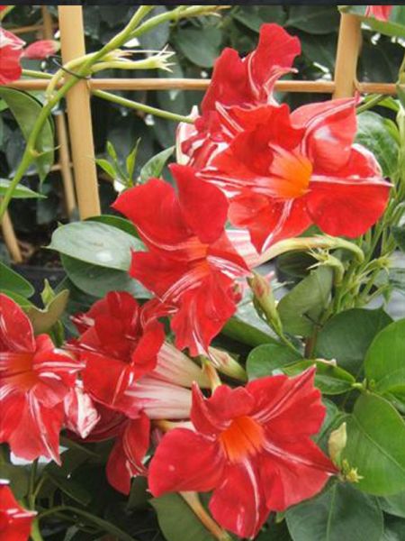 Dipladénia Sundaville®