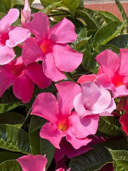 Dipladénia Sundaville® 'Rose Foncé'