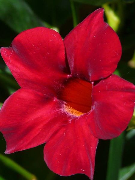 Dipladénia Sundaville® 'Rouge'