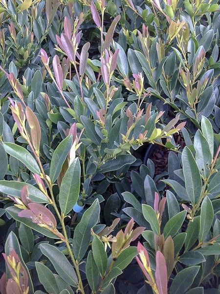 Distylium 'Blue Cascade'