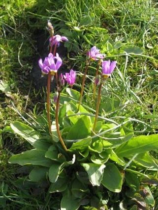 Gyroselle de Virginie
