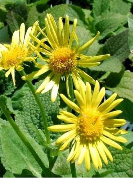 Doronic du Caucase 'Magnificum'