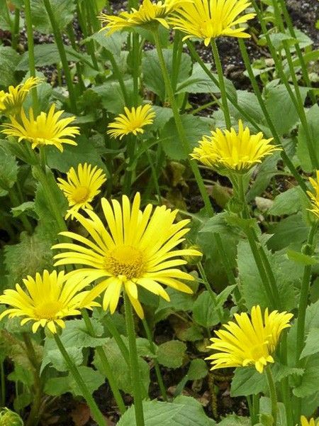 Doronic 'Excelsum'