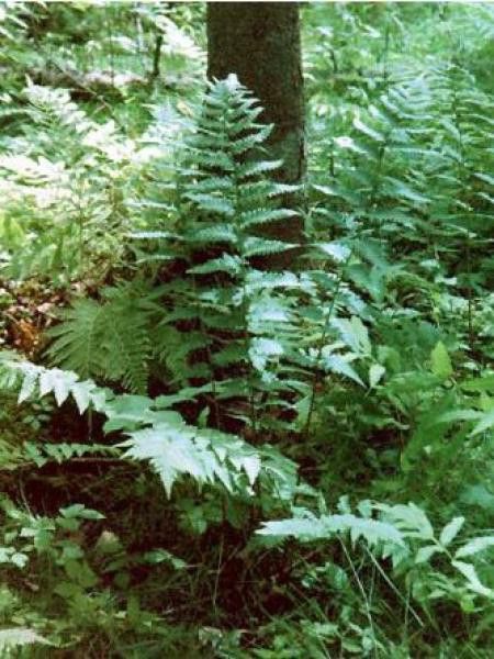 Dryopteris claytoniana 