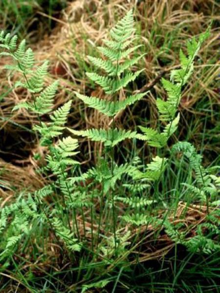 Dryoptéris des Chartreux