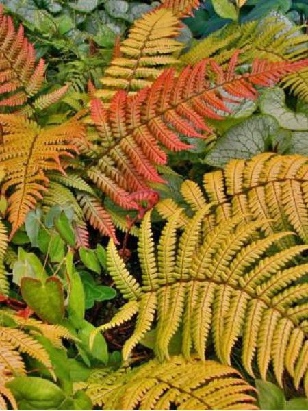 Dryopteris lepidopoda