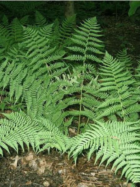 Dryopteris marginalis 