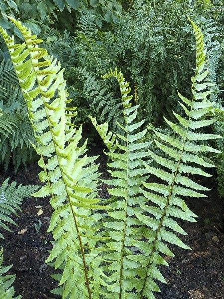 Dryopteris tokyoensis