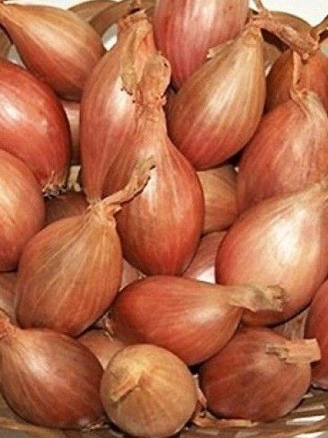 Echalote certifiée 'Longor'