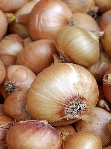 Échalotte 'Golden Gourmet'