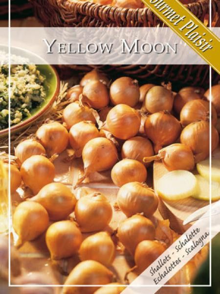 Echalotte 'Yellow Moon'