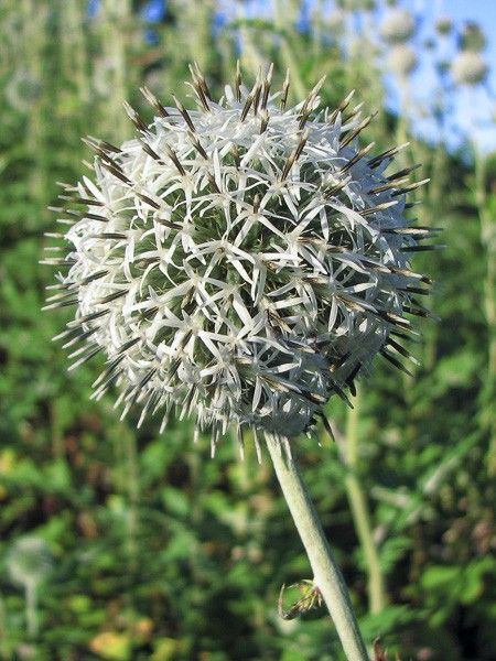 Echinops à tête ronde