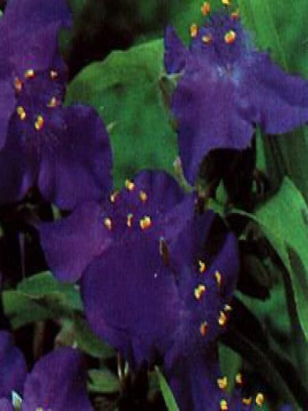Ephémère de Virginie 'Blue Stone'